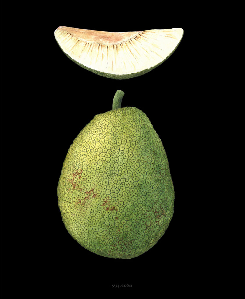 breadfruit botanical art mary halym